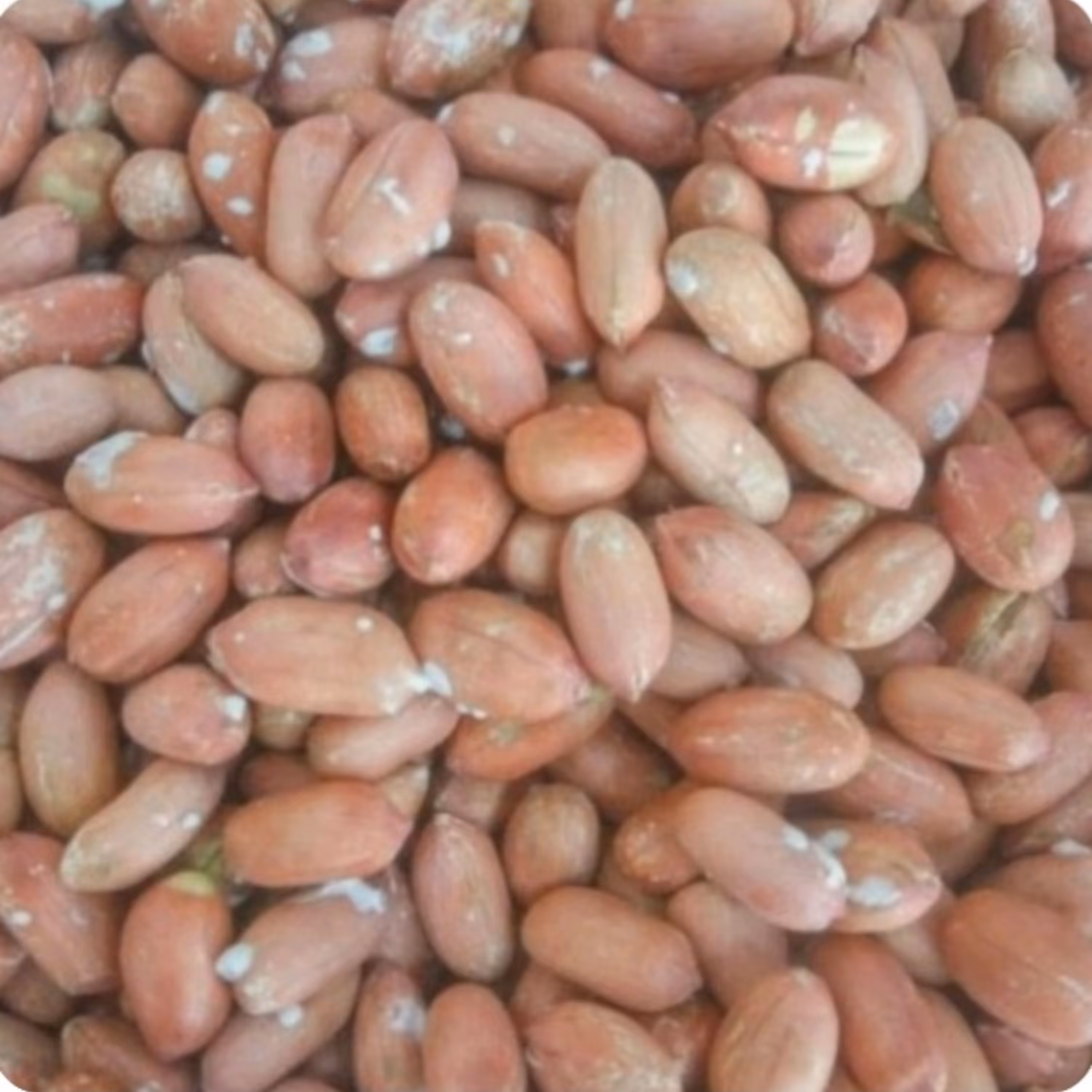 بادام زمینی2 کیلویی ریز کیفیت بالا تازه ارسال رایگان آستانه اشرفیه