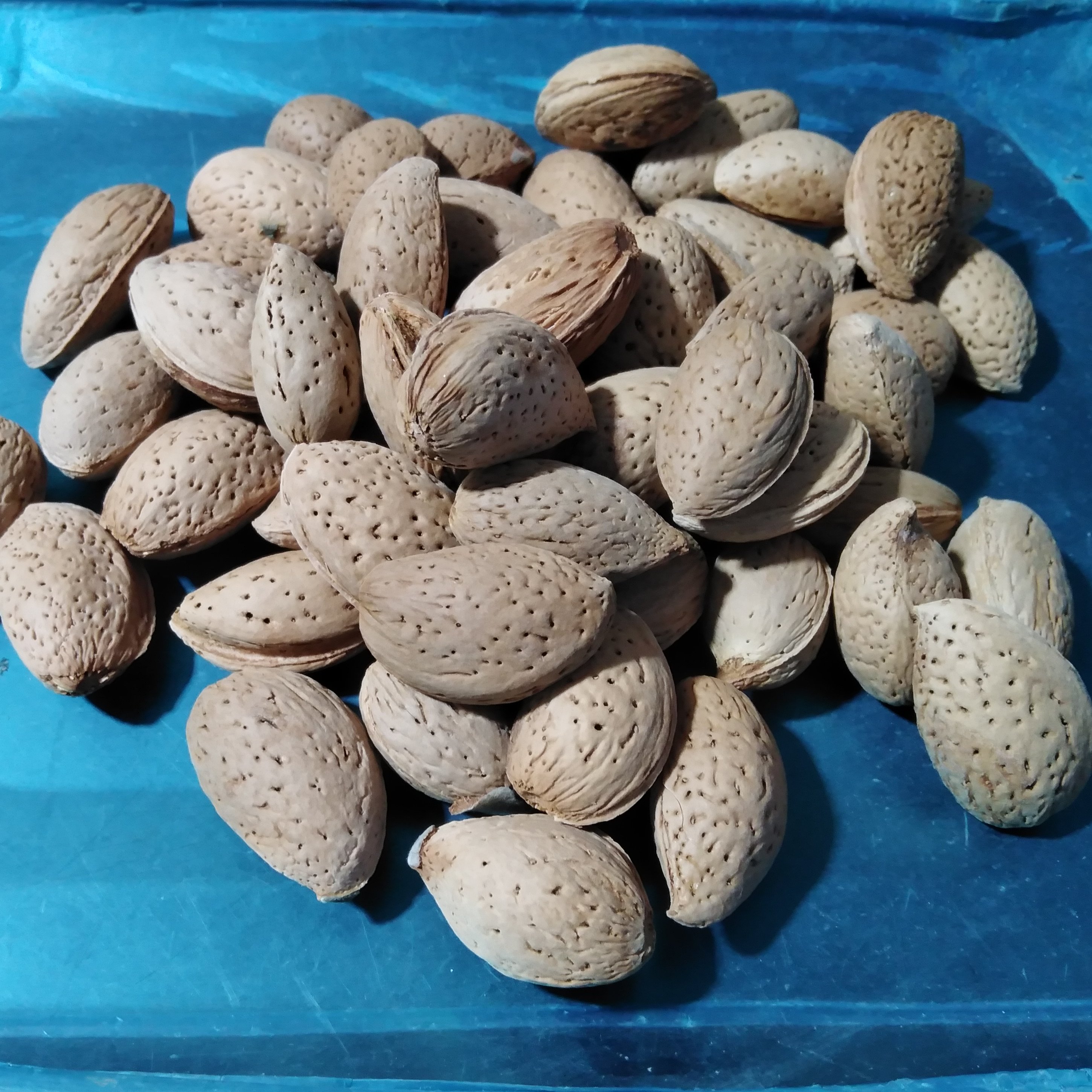 بادام سنگی(یک کیلوگرمی)