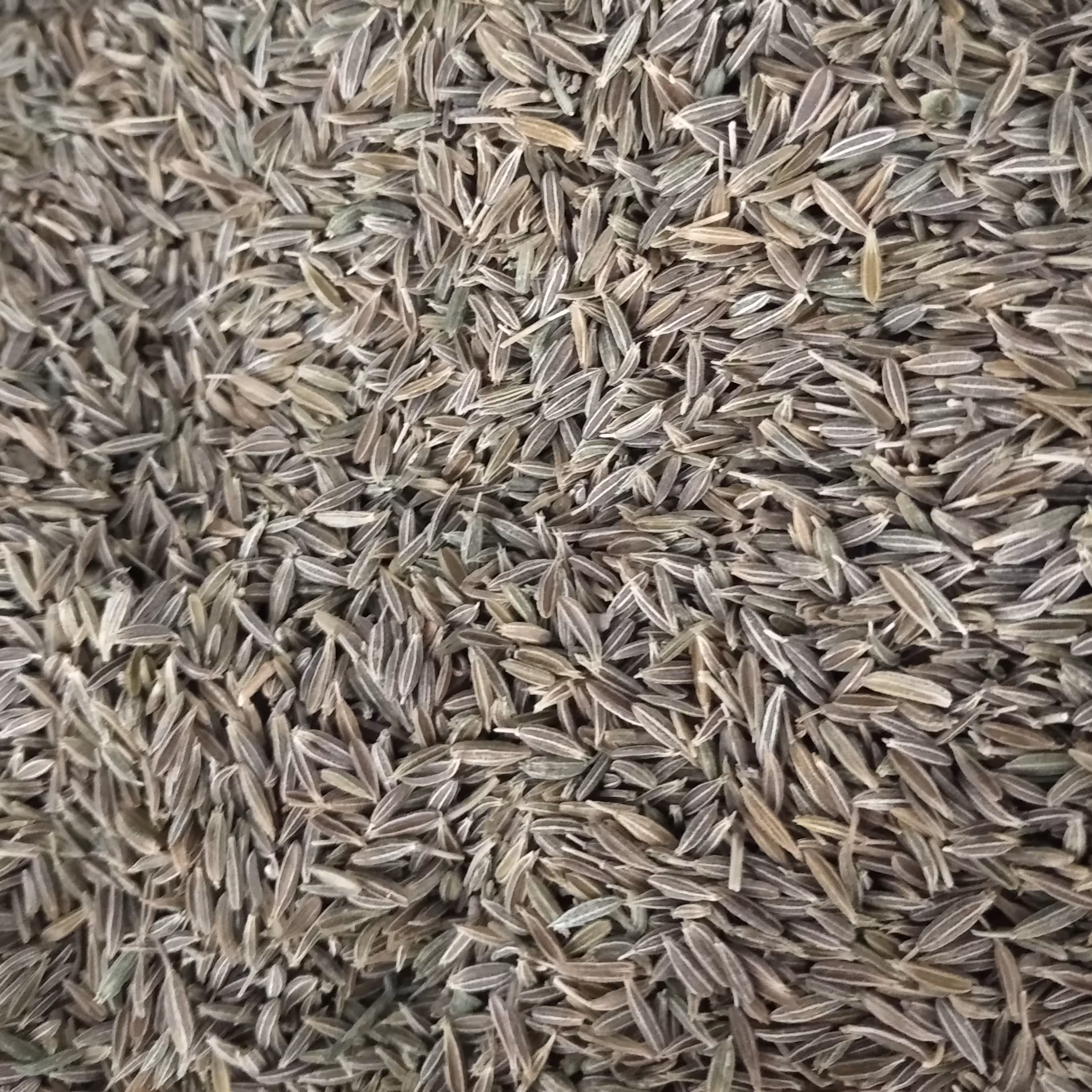 زیره سبز نسابیده 100 گرمی