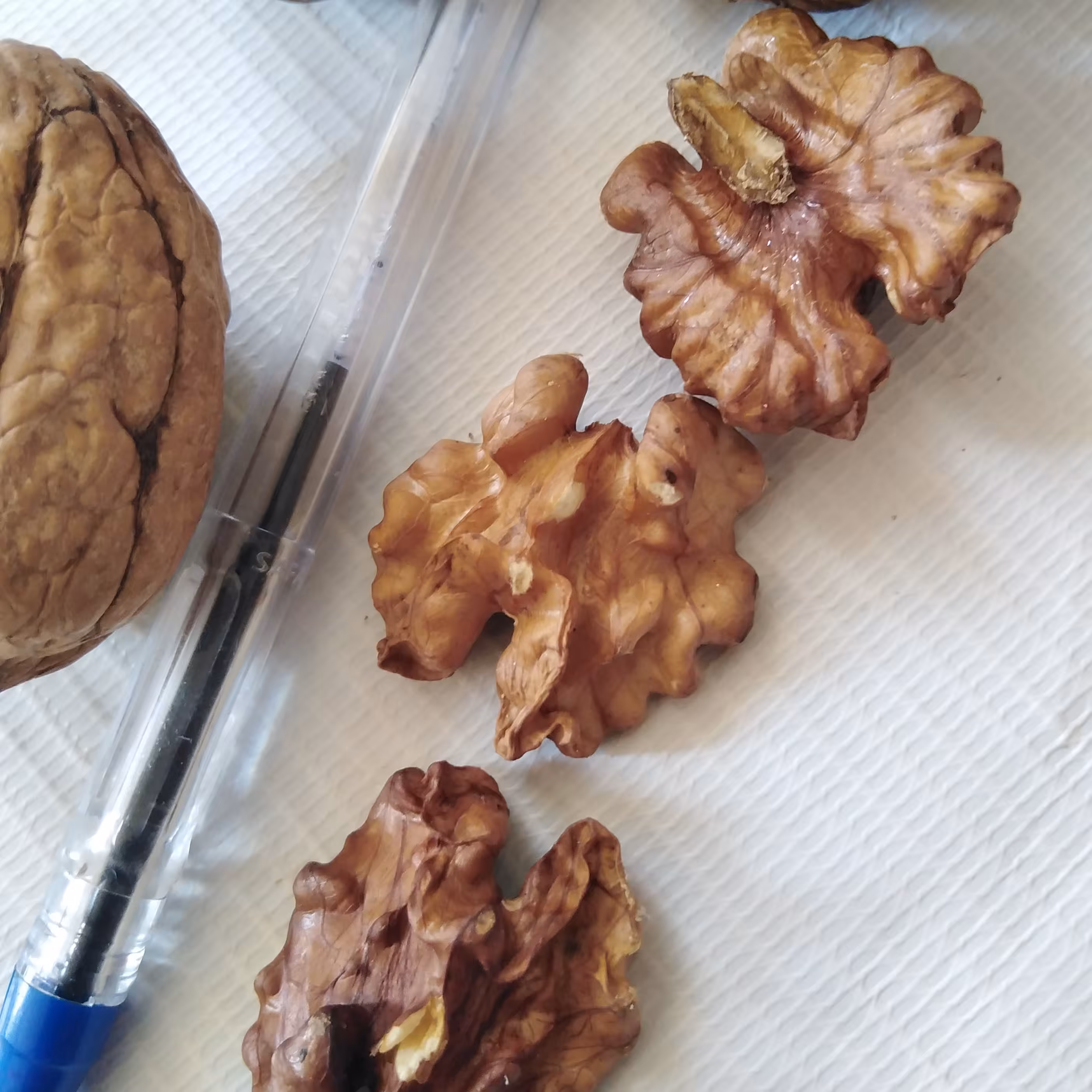 گردو وارداتی ده کیلو تازه و بدون خرابی و کرم خوردگی