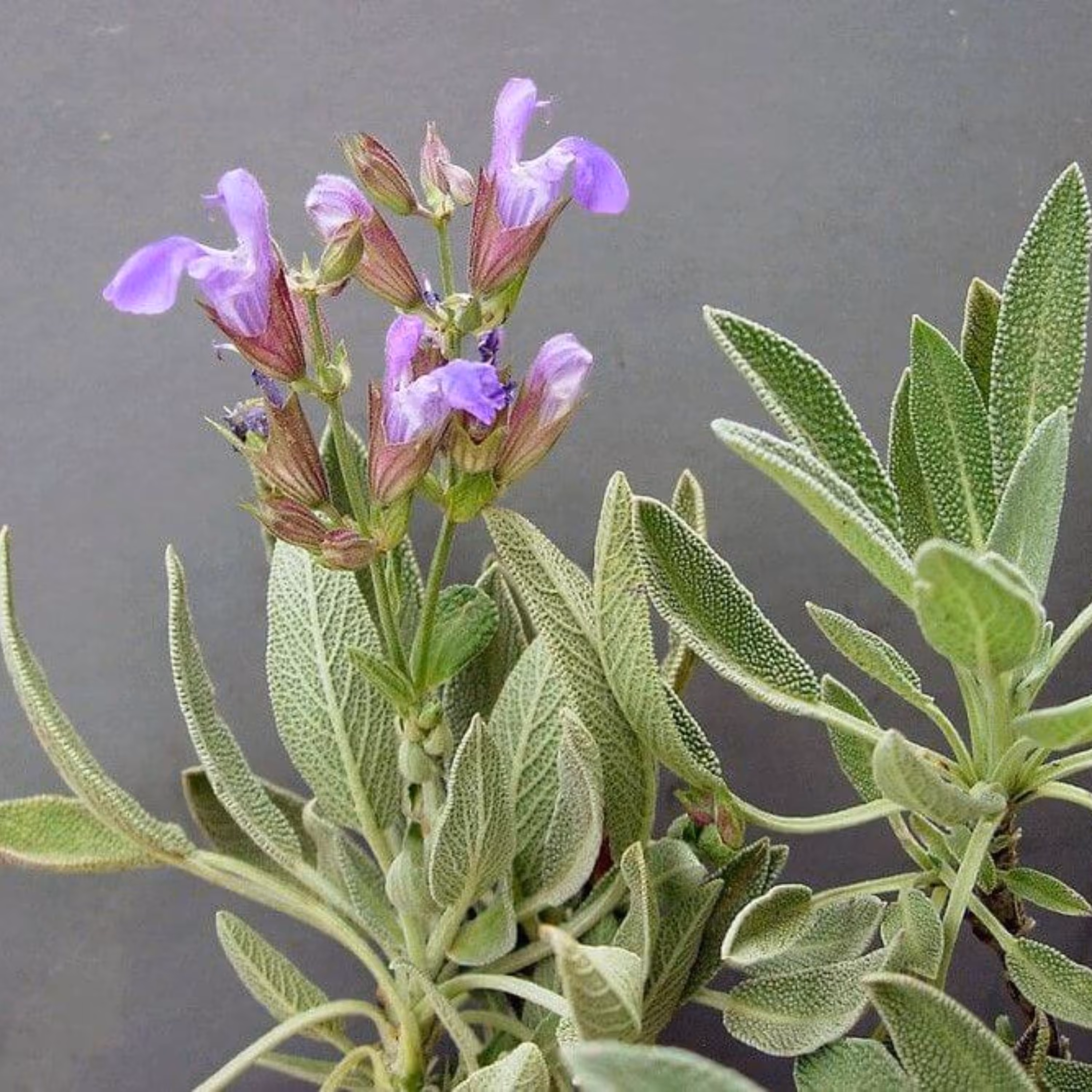 بذر مریم گلی دارویی بسته 50 عددی