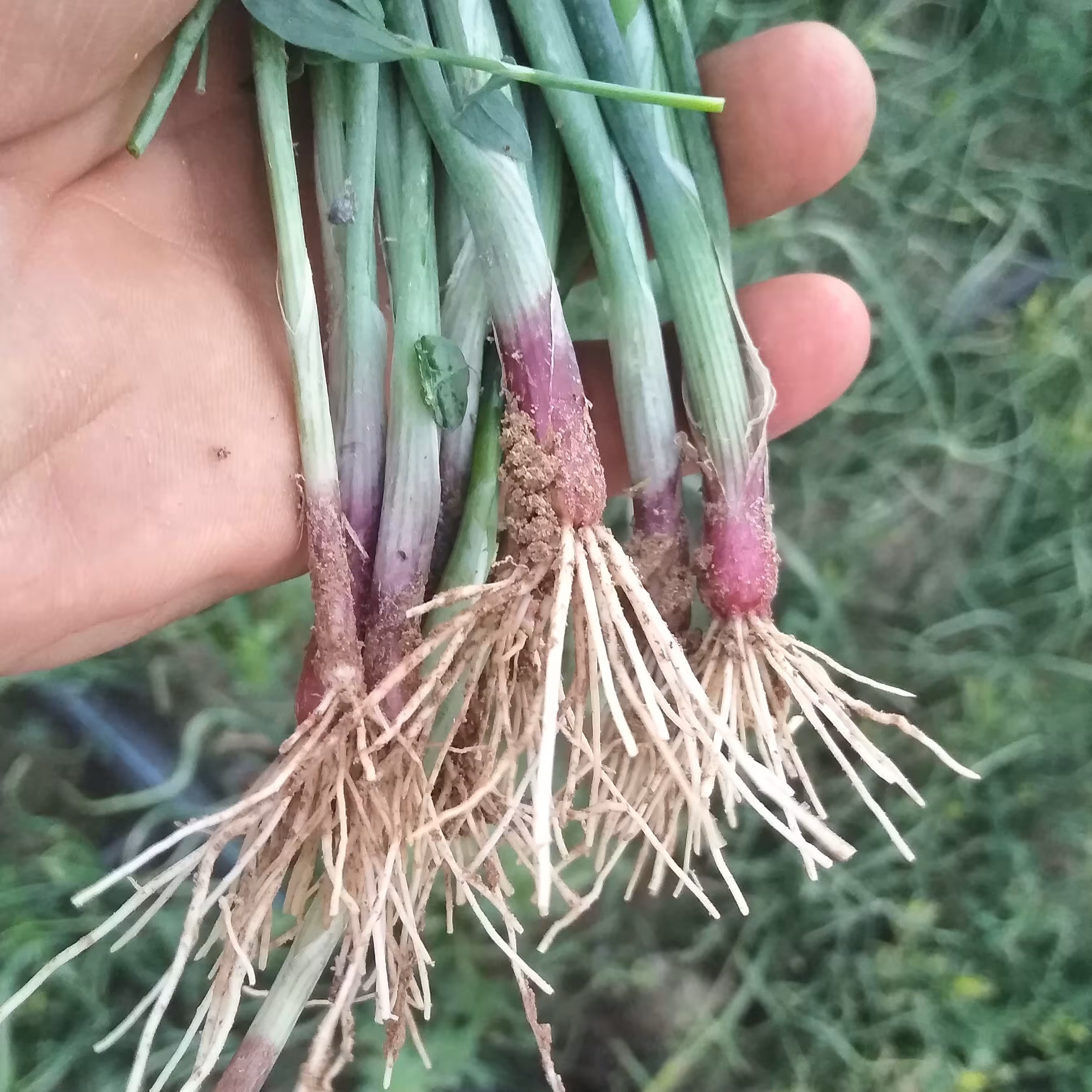 بذر پیاز قرمز اعلاء (1800 گرمی) ارسال رایگان