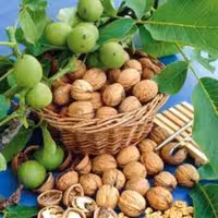 گردوی  خوب اصیل مرند