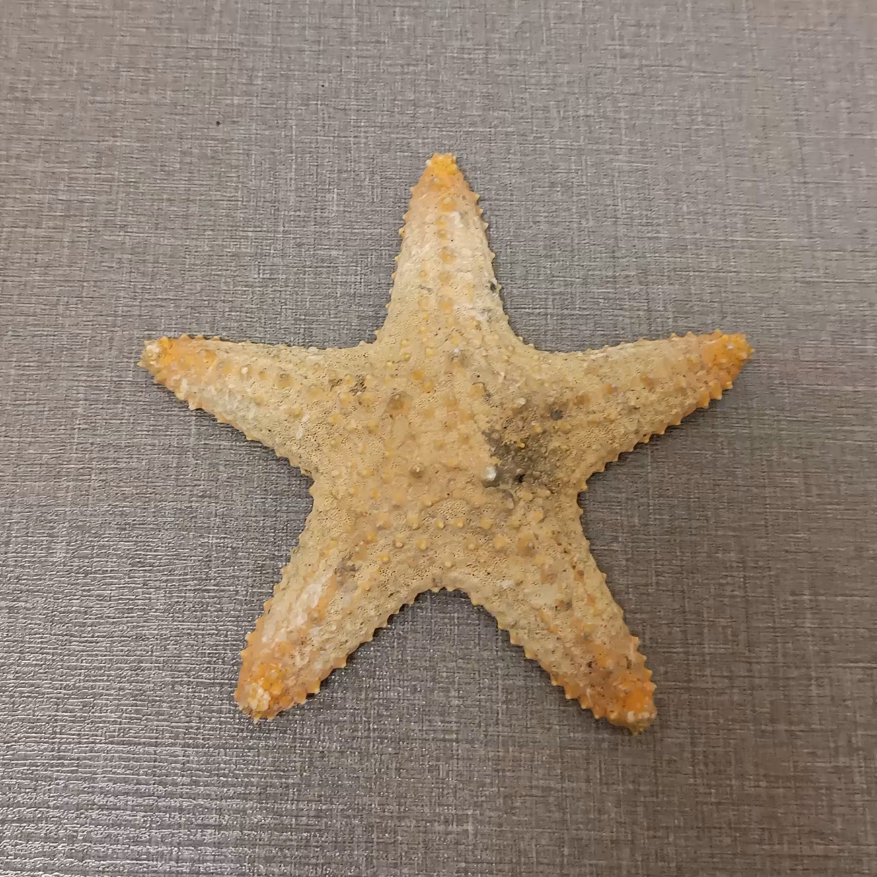 ستاره دریایی f24