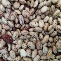 لوبیا چیتی درجه یک امساله  محصول روستای قیصرق بسیار خوش طعم و خوش پخت در  وزن های دلخواه