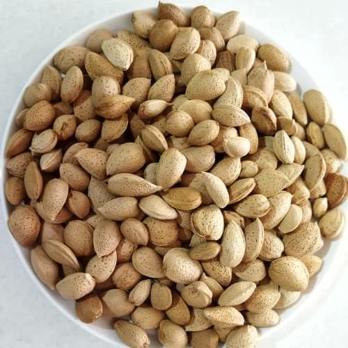 بادوم سنگی سالم