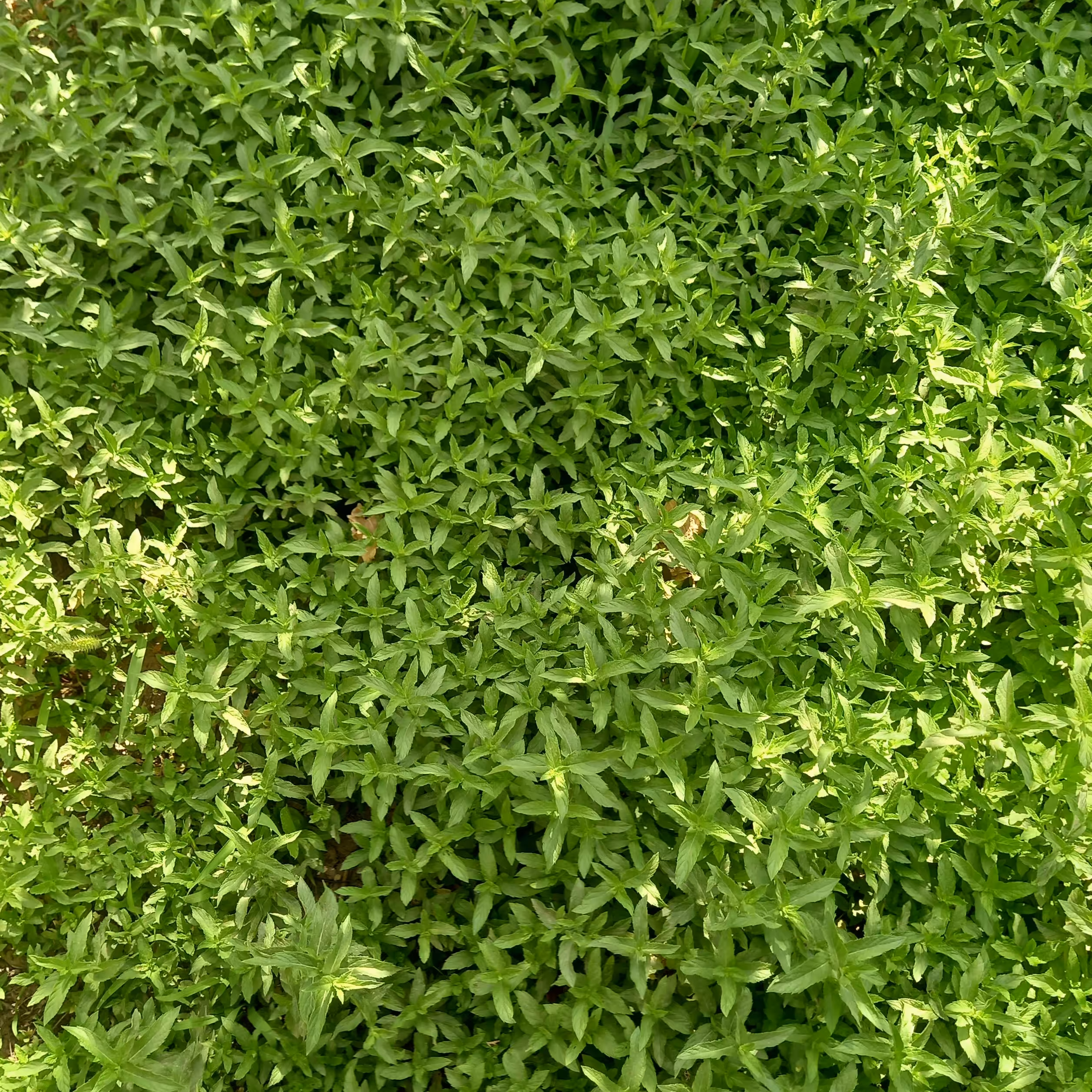 نعناع خشک ارگانیک نیشابور 50 گرمی