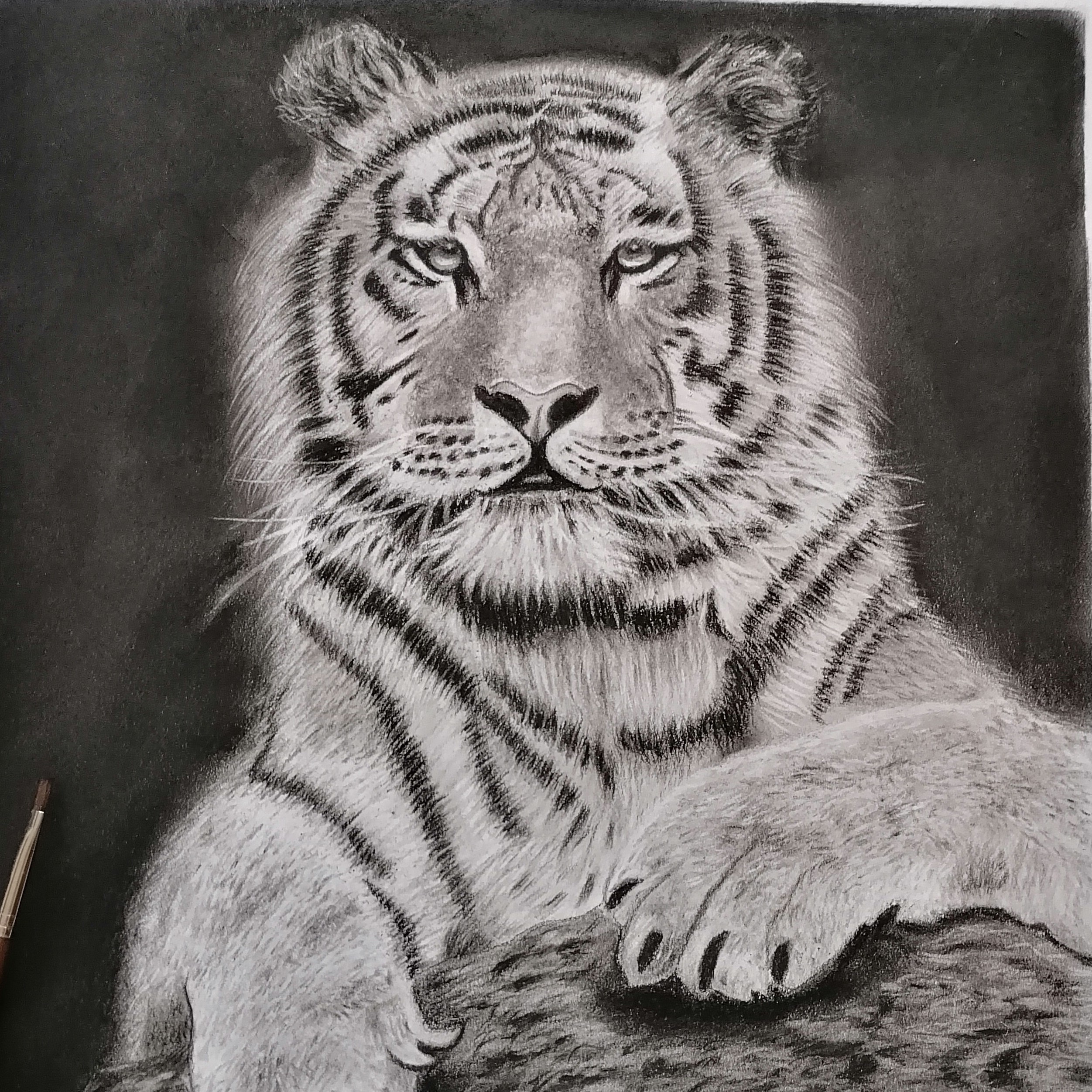 سیاه قلم طرح ببر