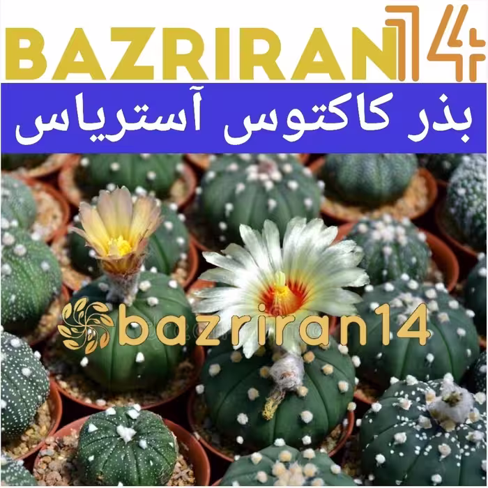 بذر کاکتوس آستریاس
