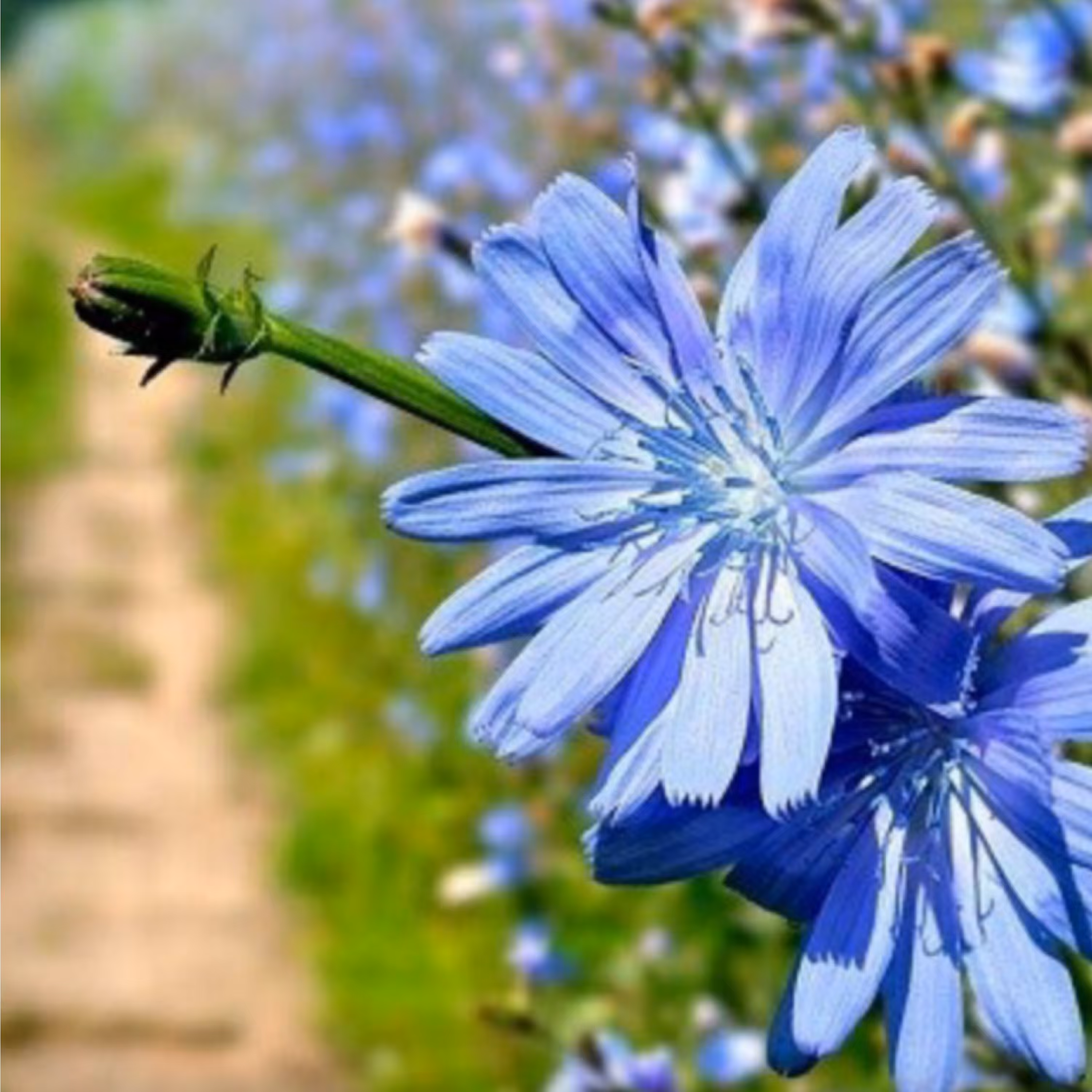 عرق کاسنی  وزن ایده آل داشته باشید 