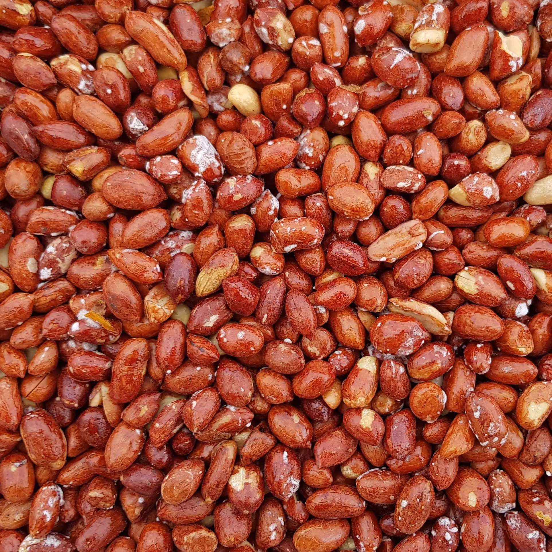 مغز بادام زمینی ریز،تازه،خوش طعم،خوش نمک 500گرم