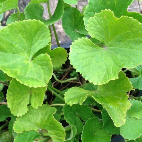 روغن براهمی 20 سی سی ریزش مو سفیدی مو