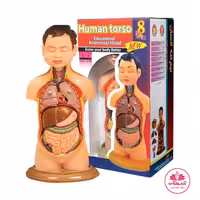 مولاژ آناتومی بدن انسان مدل 2020

