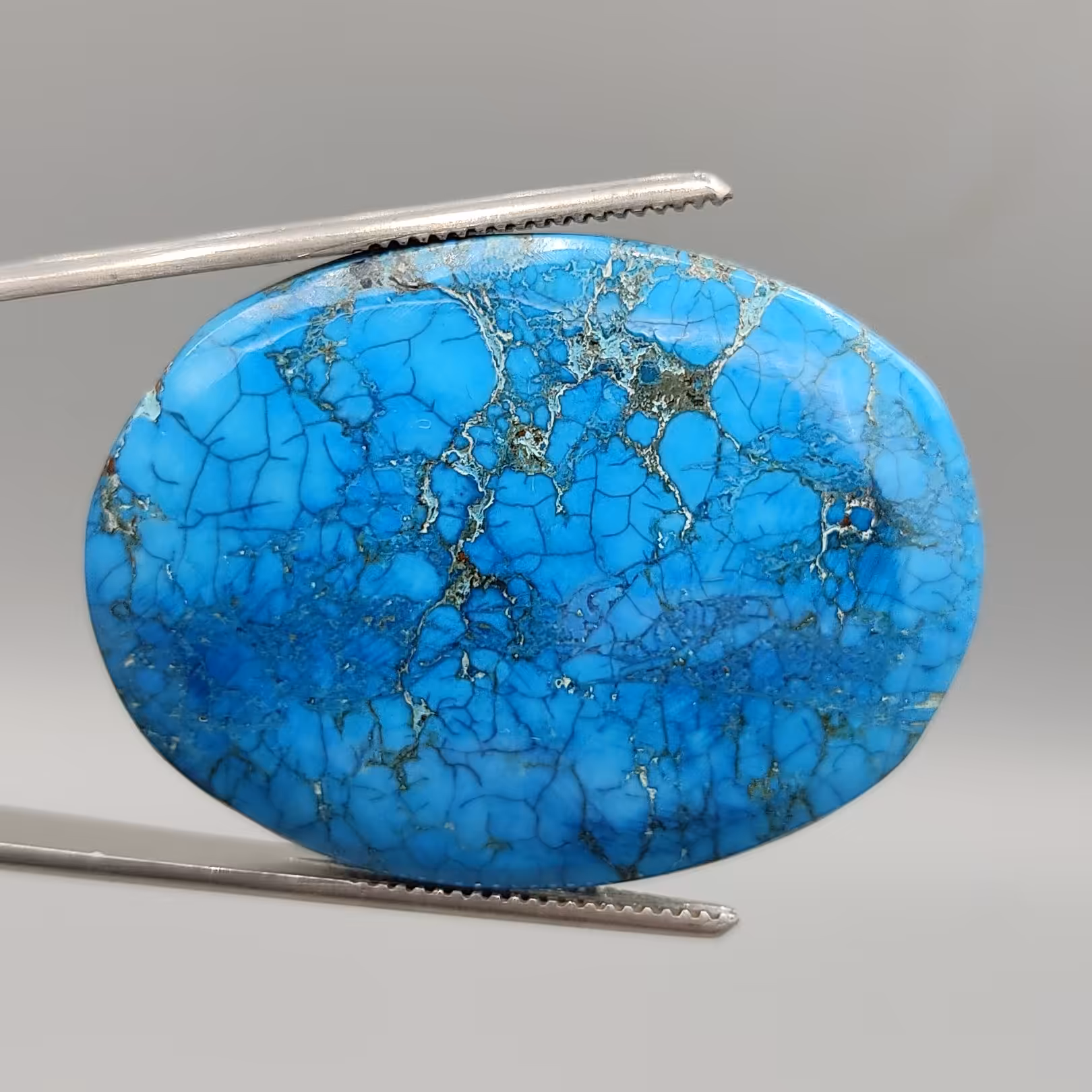 فیروزه عنکبوتی آمریکایی ناز و خوشرنگ 