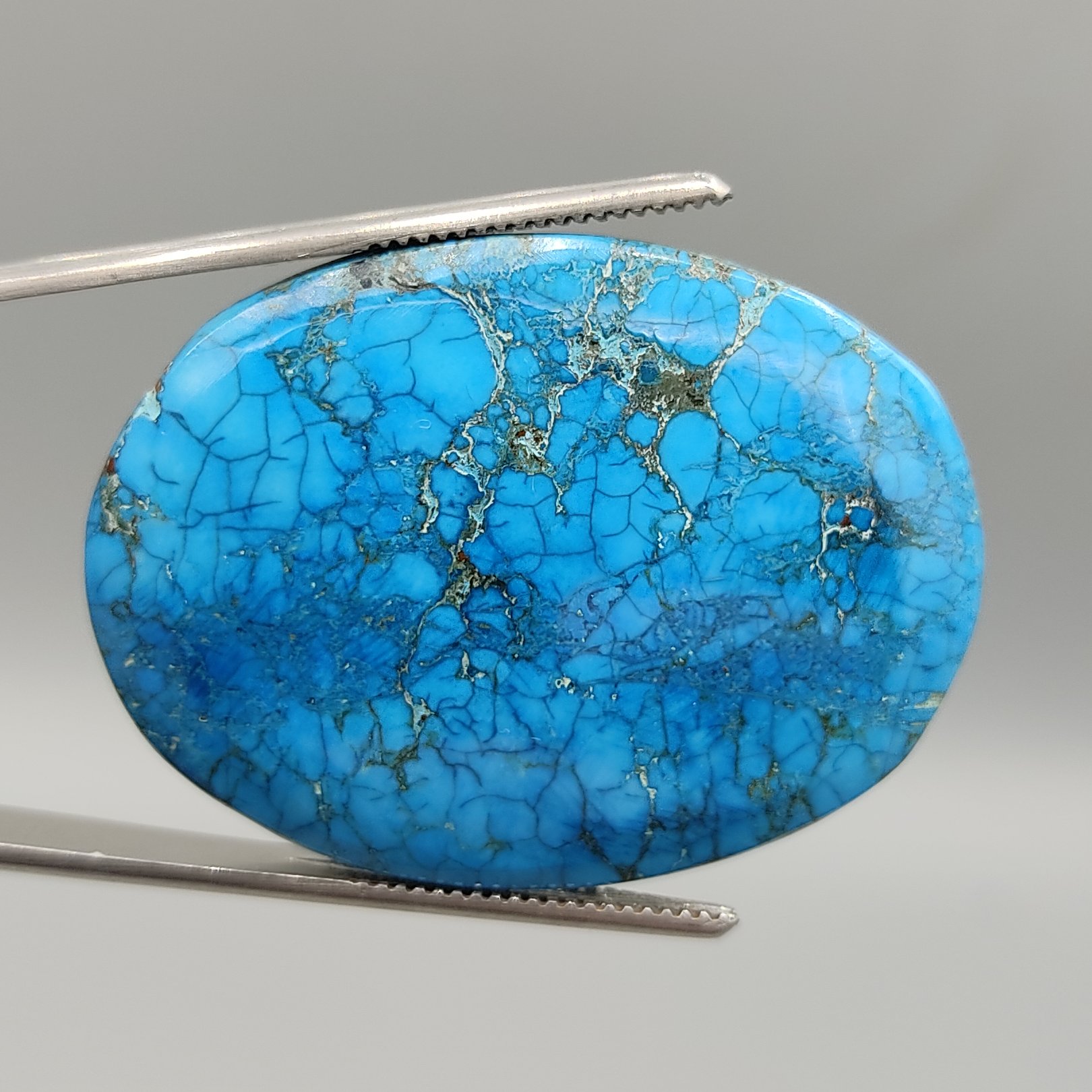 فیروزه عنکبوتی آمریکایی ناز و خوشرنگ