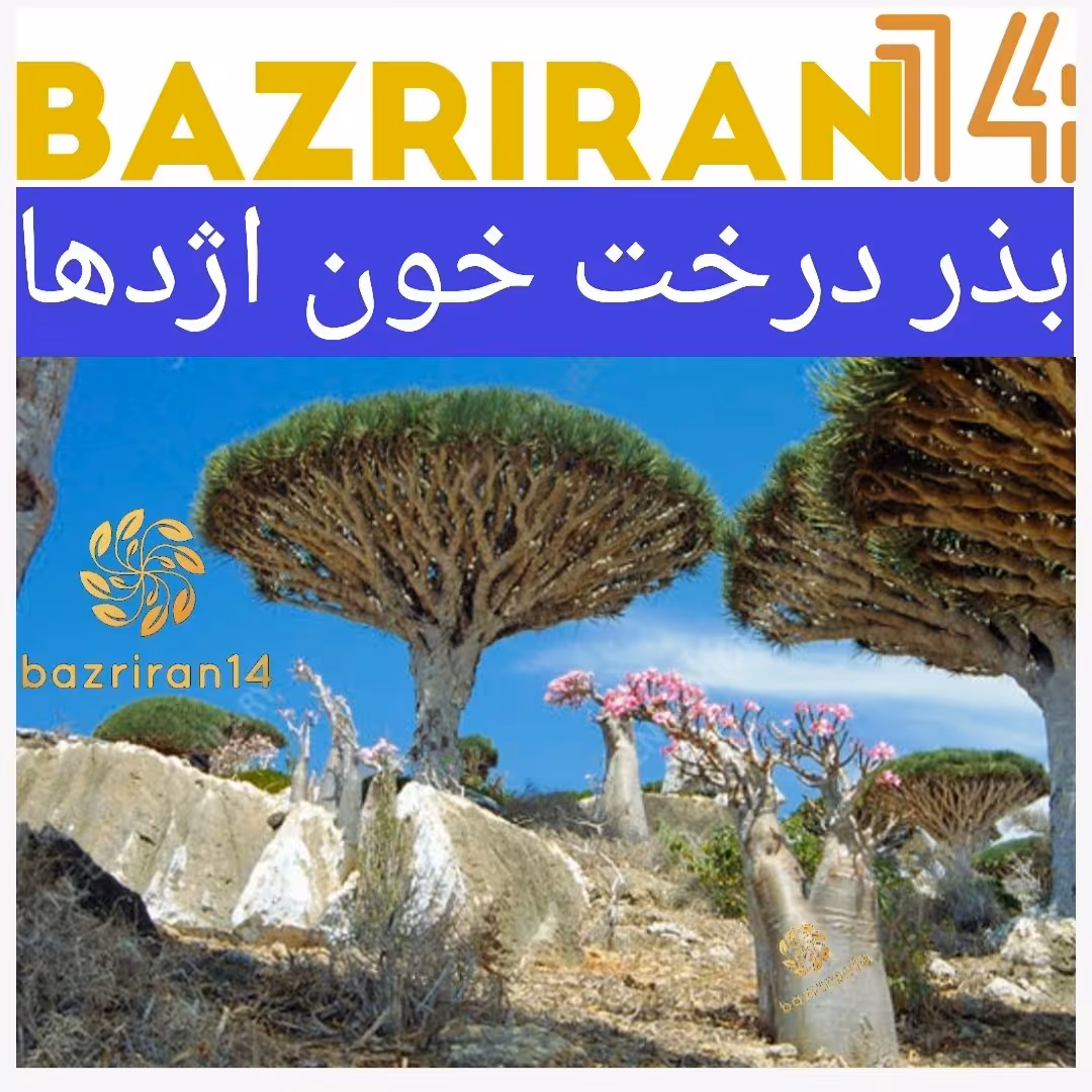 بذر درخت خون اژدها با کیفیت بسته های 4عددی
