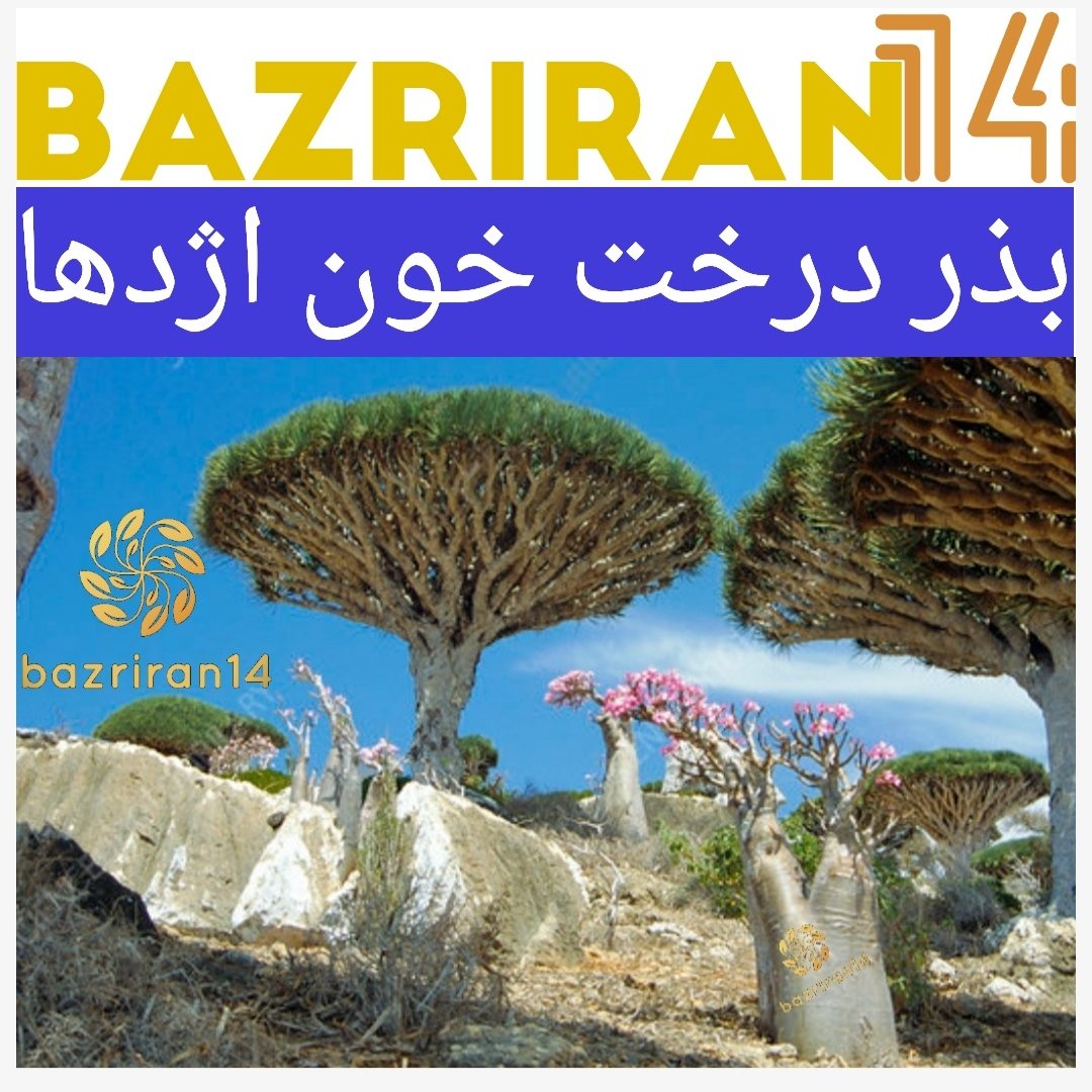 بذر درخت خون اژدها با کیفیت بسته های 4عددی