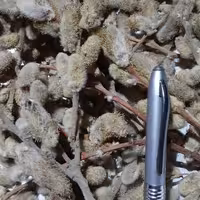 بیدمشک خشک گل بیدمشک یک کیلو گرم