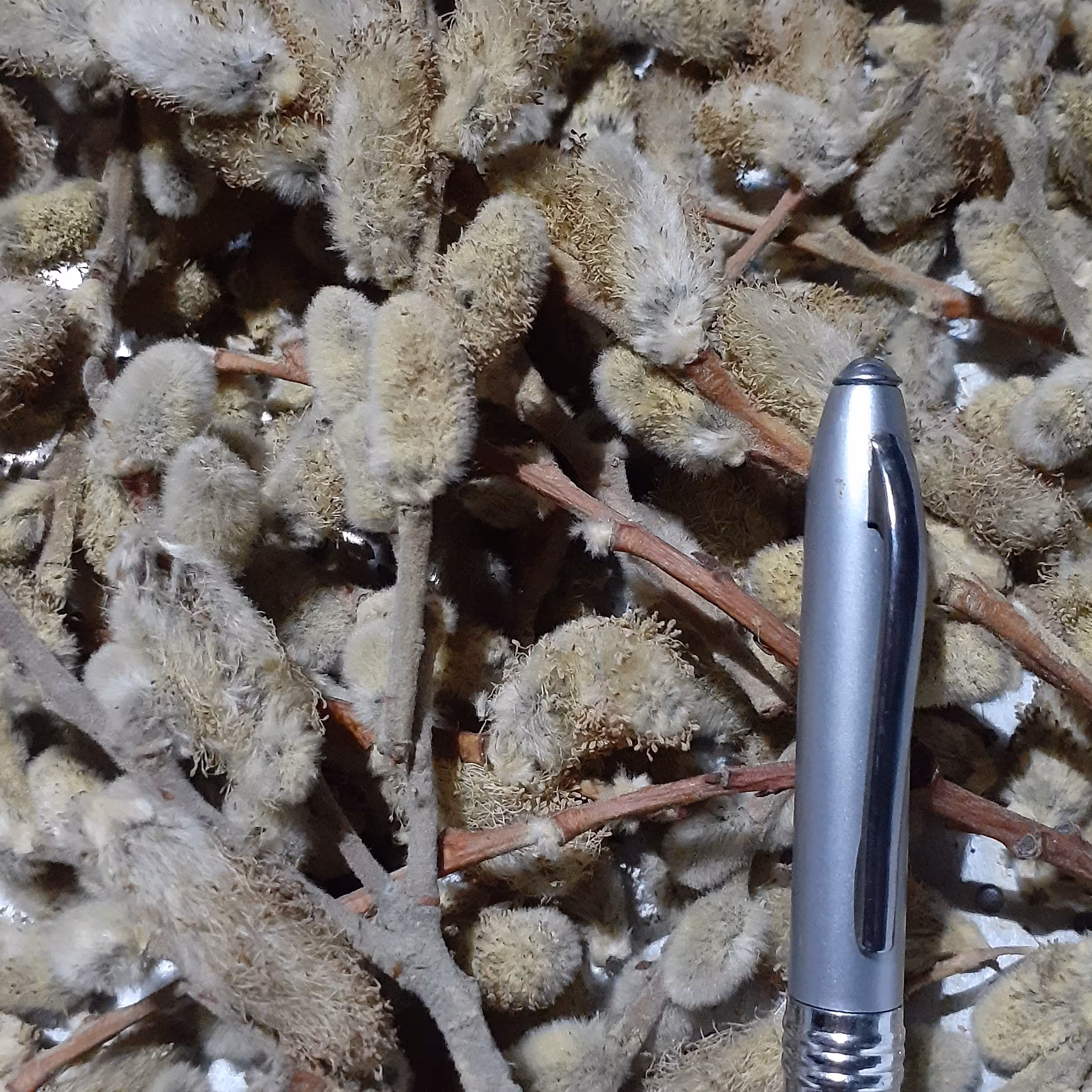 بیدمشک خشک گل بیدمشک یک کیلو گرم