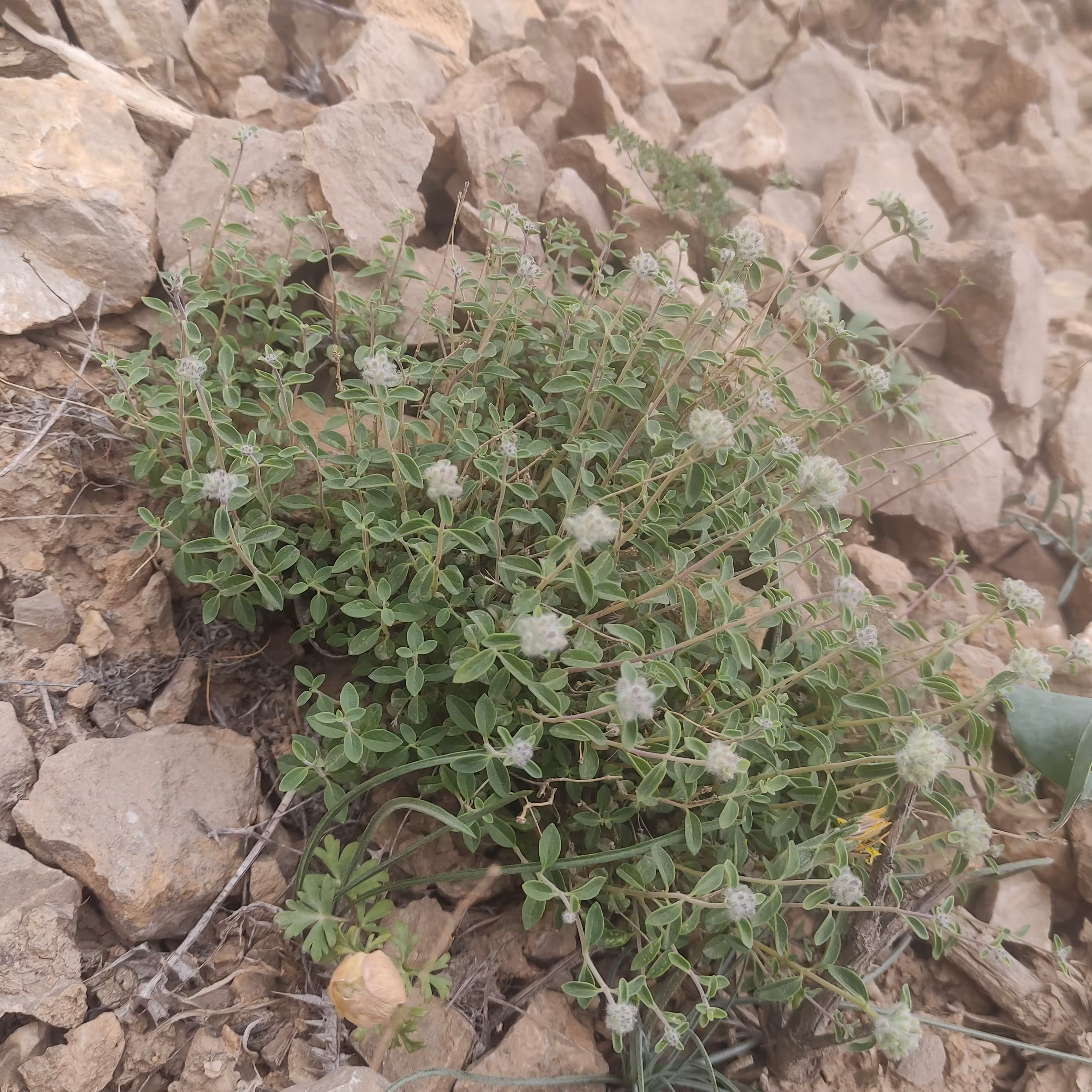 آویشن کوهی شهرستان قاینات 