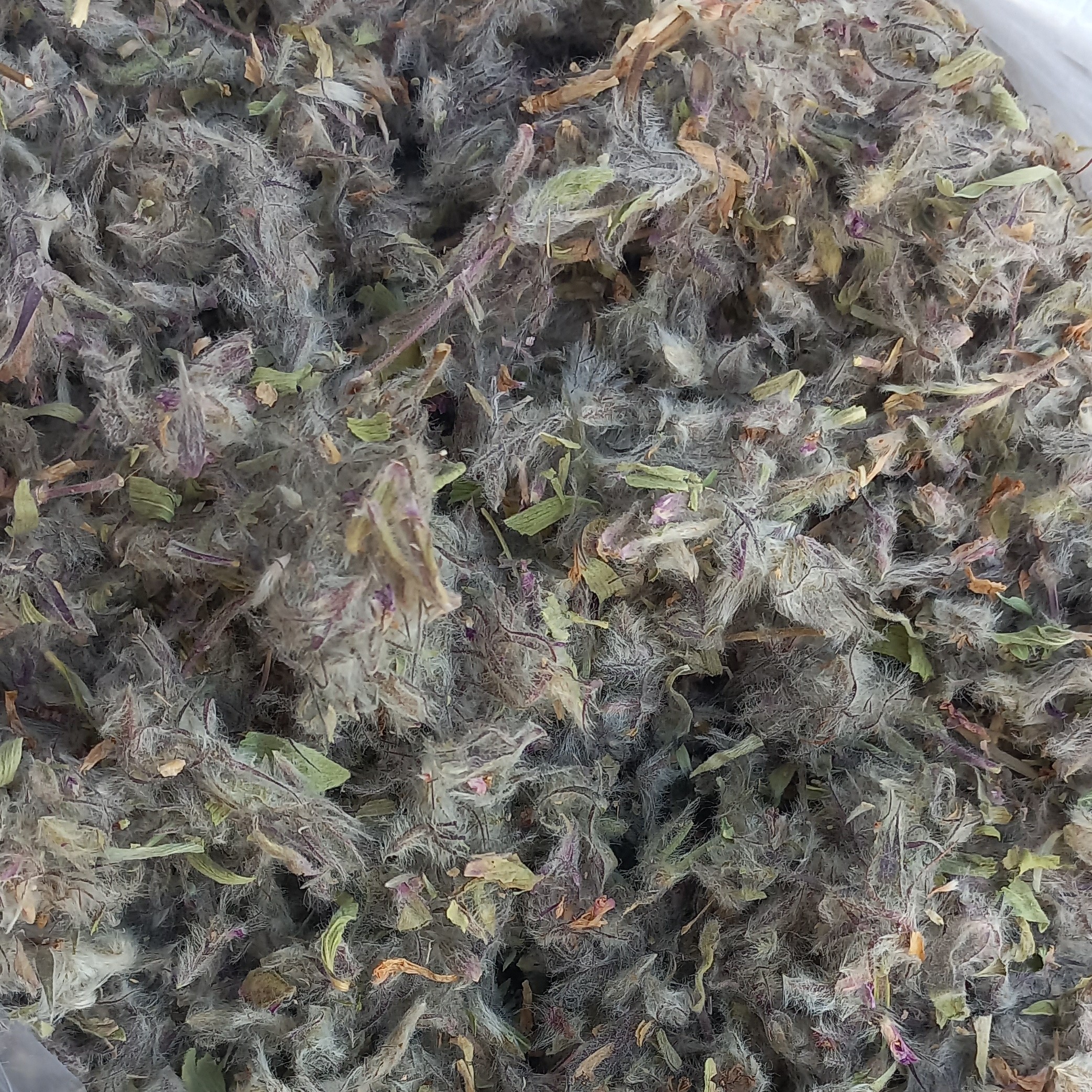 چای کوهی(توهلیجه) از دامنه سبلان