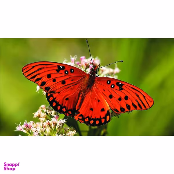 تابلو دکوراتیو تخته شاسی مدل T8096 طرح گل و پروانه