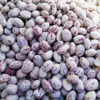 لوبیا چیتی ایرانی درشت و دست چین شده با وزن 900گرم 