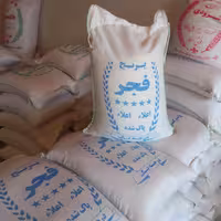 برنج  فجر   گیلان 