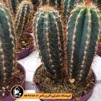 بذر کاکتوس Pilosocereus Odilennsis