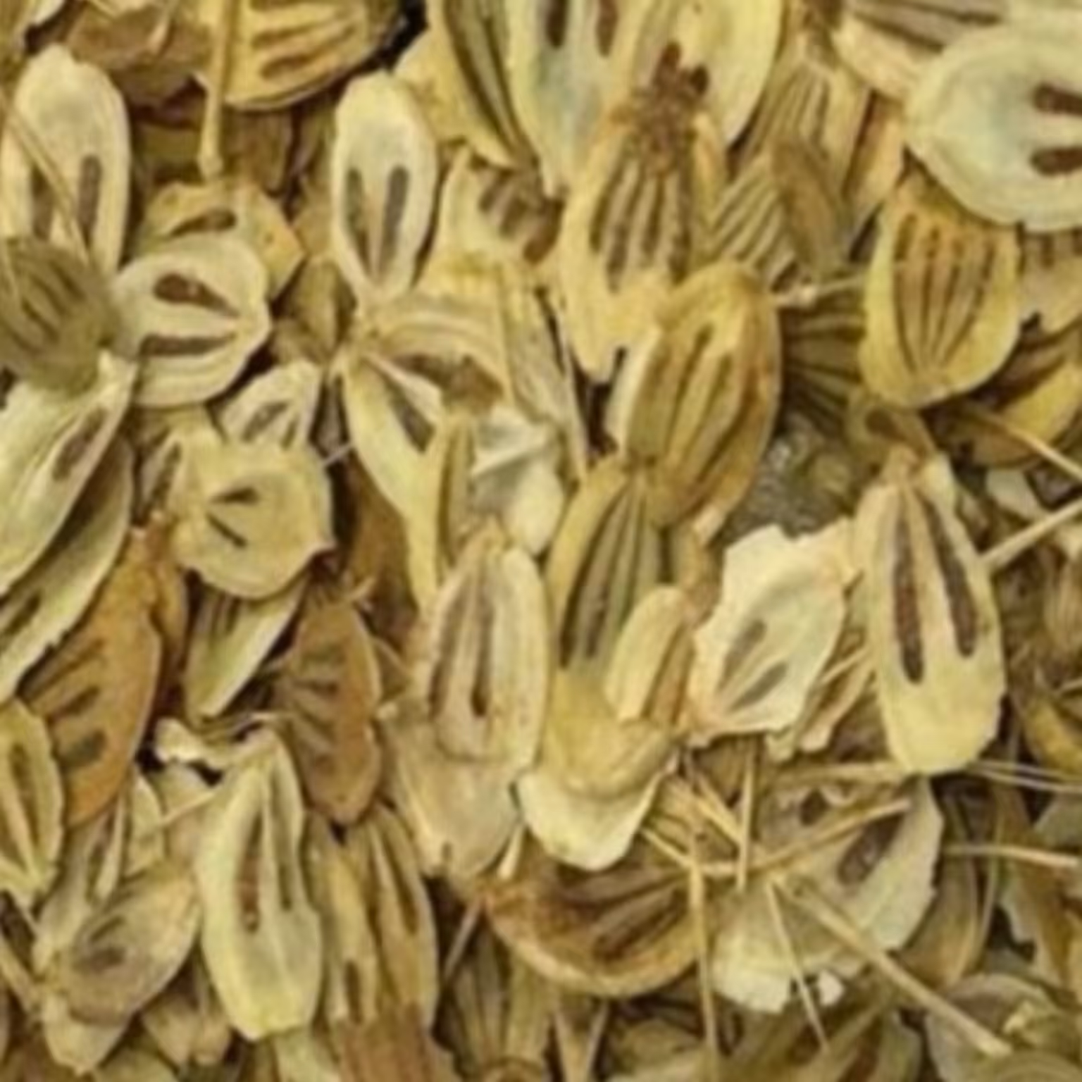 گلپر کوهی تمیز فله یک کیلویی