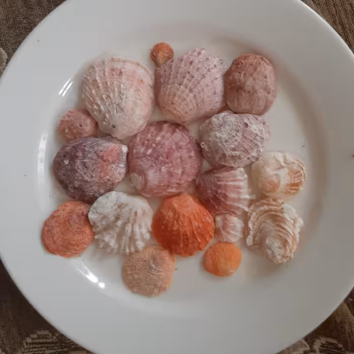 صدف دو کفه ای رنگی زیبا 17 عددی ریز و درشت میکس