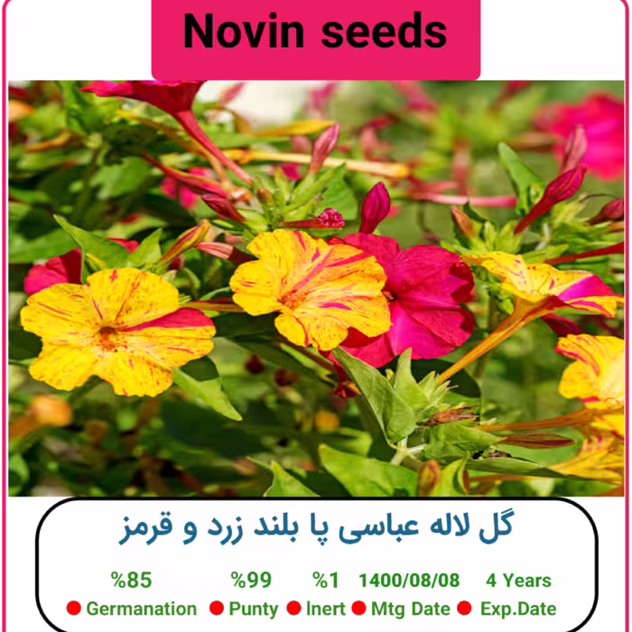 بذر گل لاله عباسی پا بلند زرد و قرمز