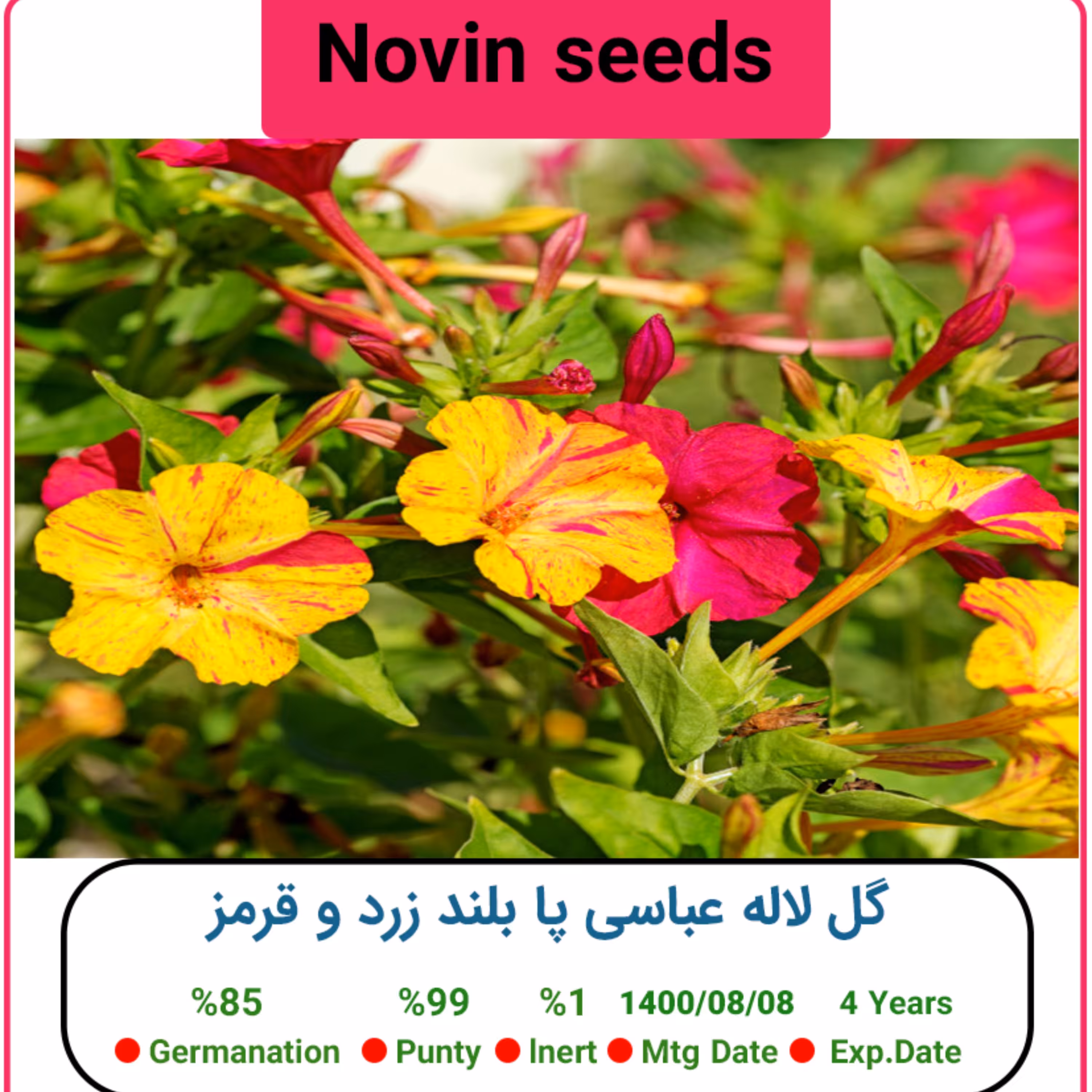 بذر گل لاله عباسی پا بلند زرد و قرمز