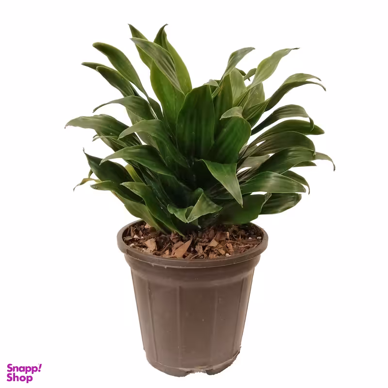 گیاه طبیعی دراسنا کامپکت کد pg9