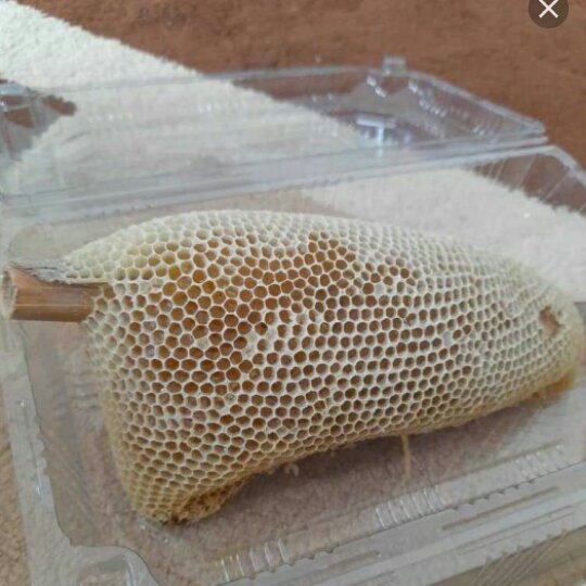 عسل وحشی