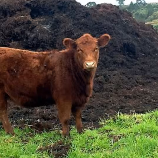 کود گاوی بومی محلی طبیعی (خریداریم و فروشنده)-عمده و جزئی