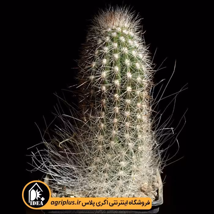 بذر کاکتوس Trixanthocereus Blosfeldiorum