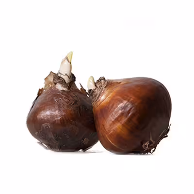پیاز گل لاله هلندی