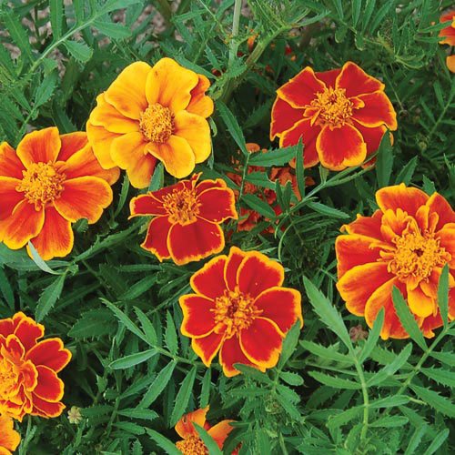 گل جعفری مینیاتوری (40 بذر)