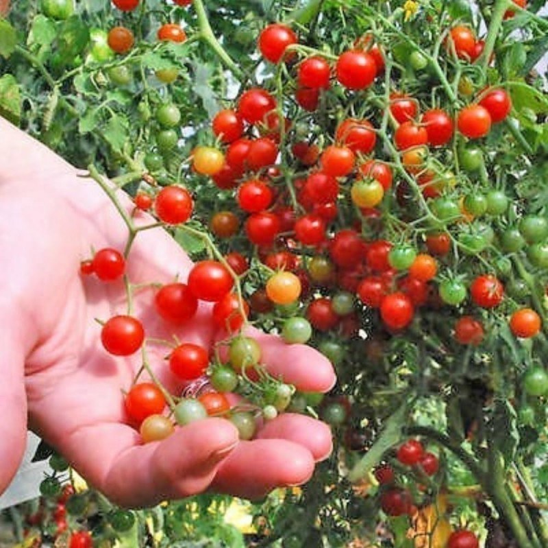 بذر گوجه نخودی قرمز