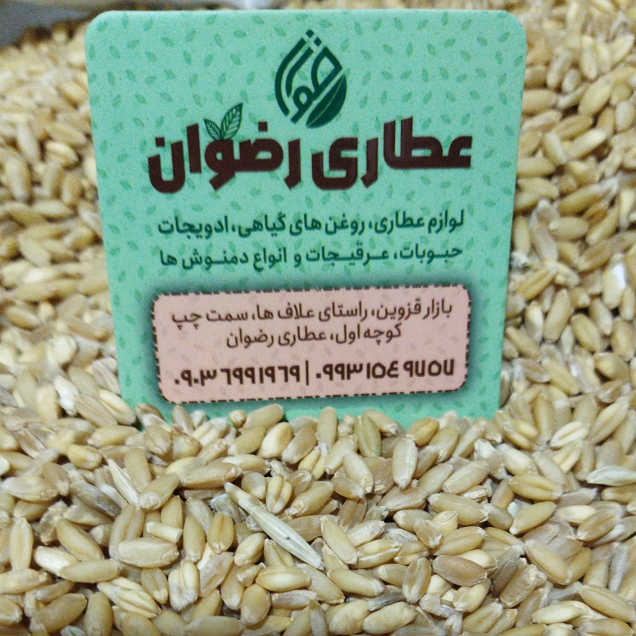 گندم عطاری رضوان 