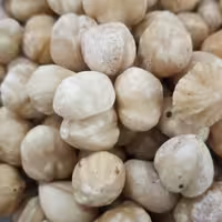 مغز فندق خام ترکیه