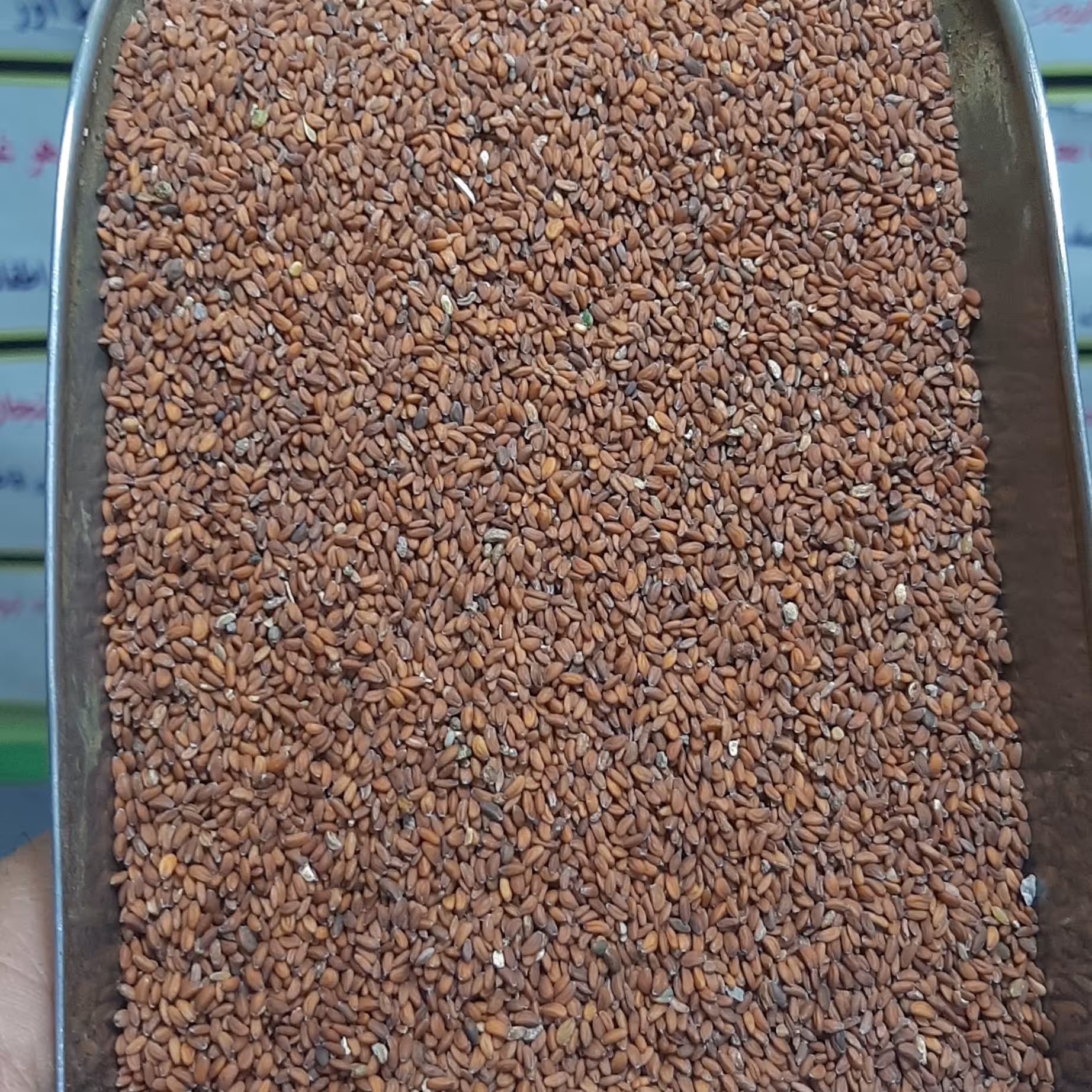 بذر شاهی