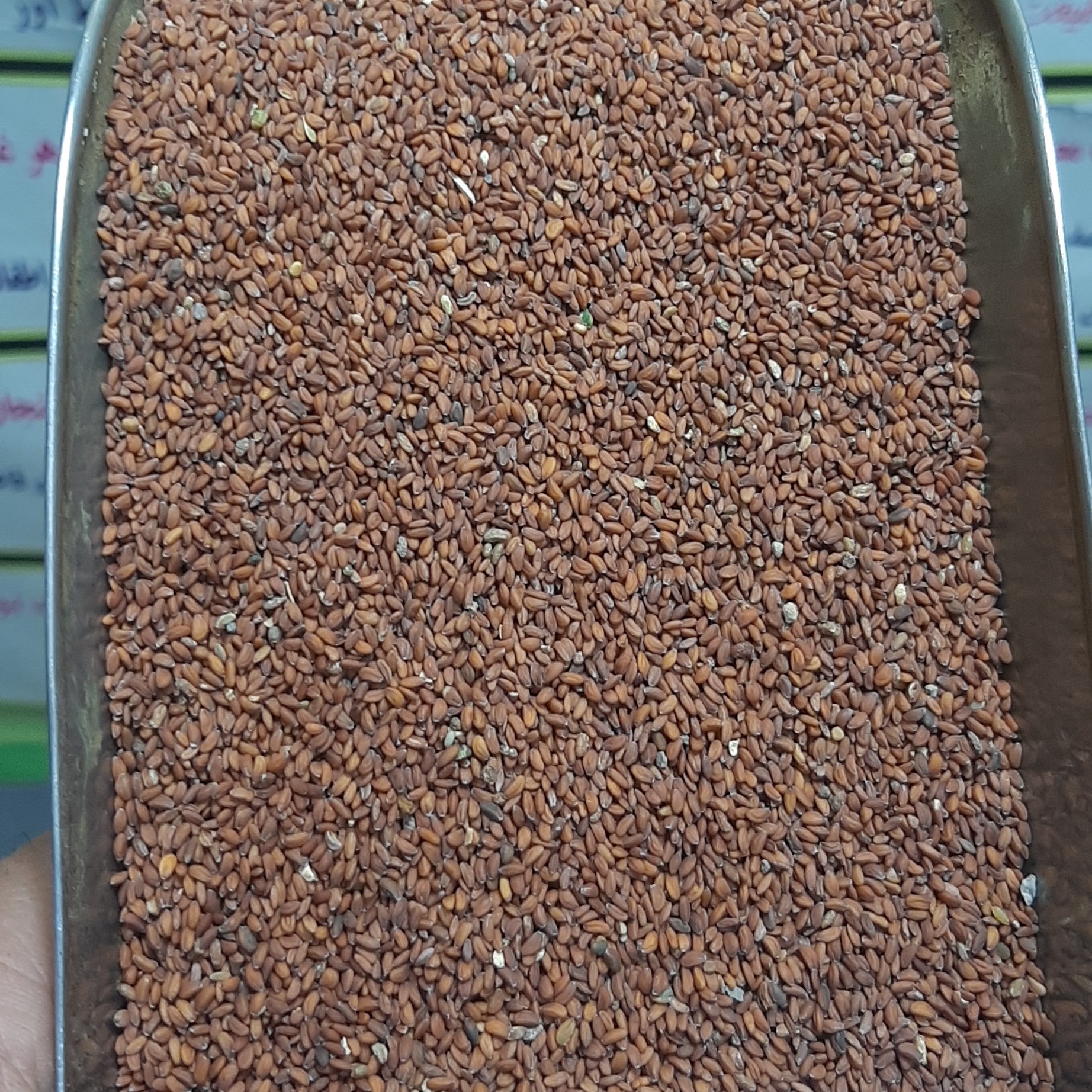 بذر شاهی