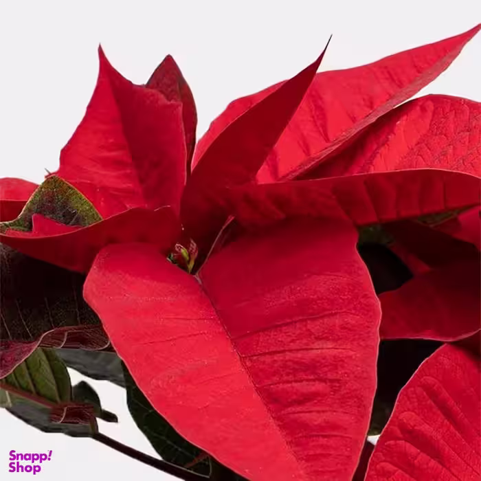 گلدان طبیعی بنت رنگ قرمز