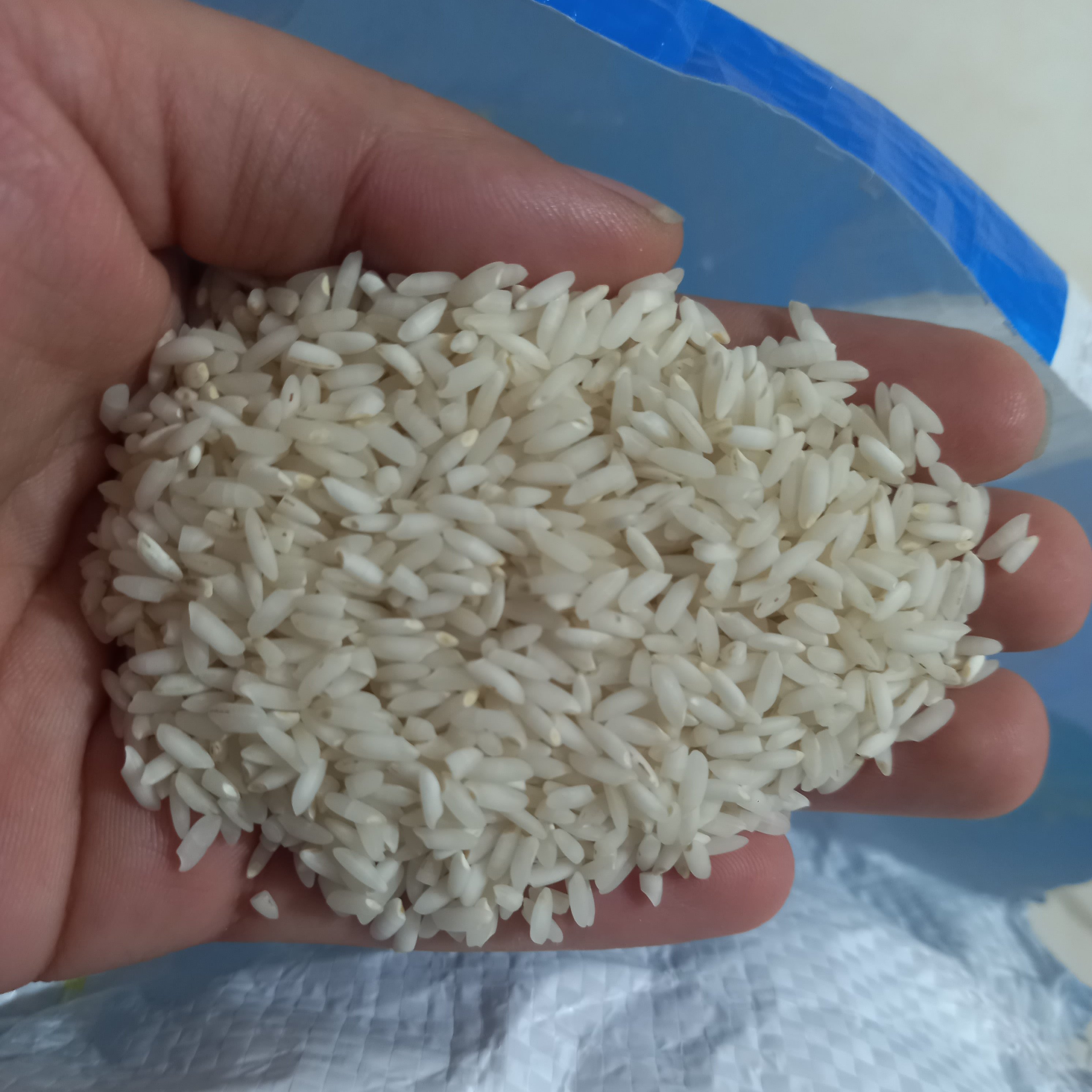 برنج چمپای خوزستان