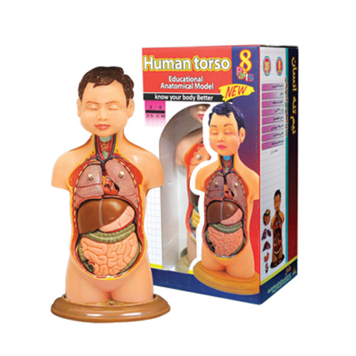 مولاژ نیم تنه عروسکی