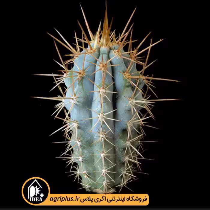 بذر کاکتوس Azureocereus Hertlingianus