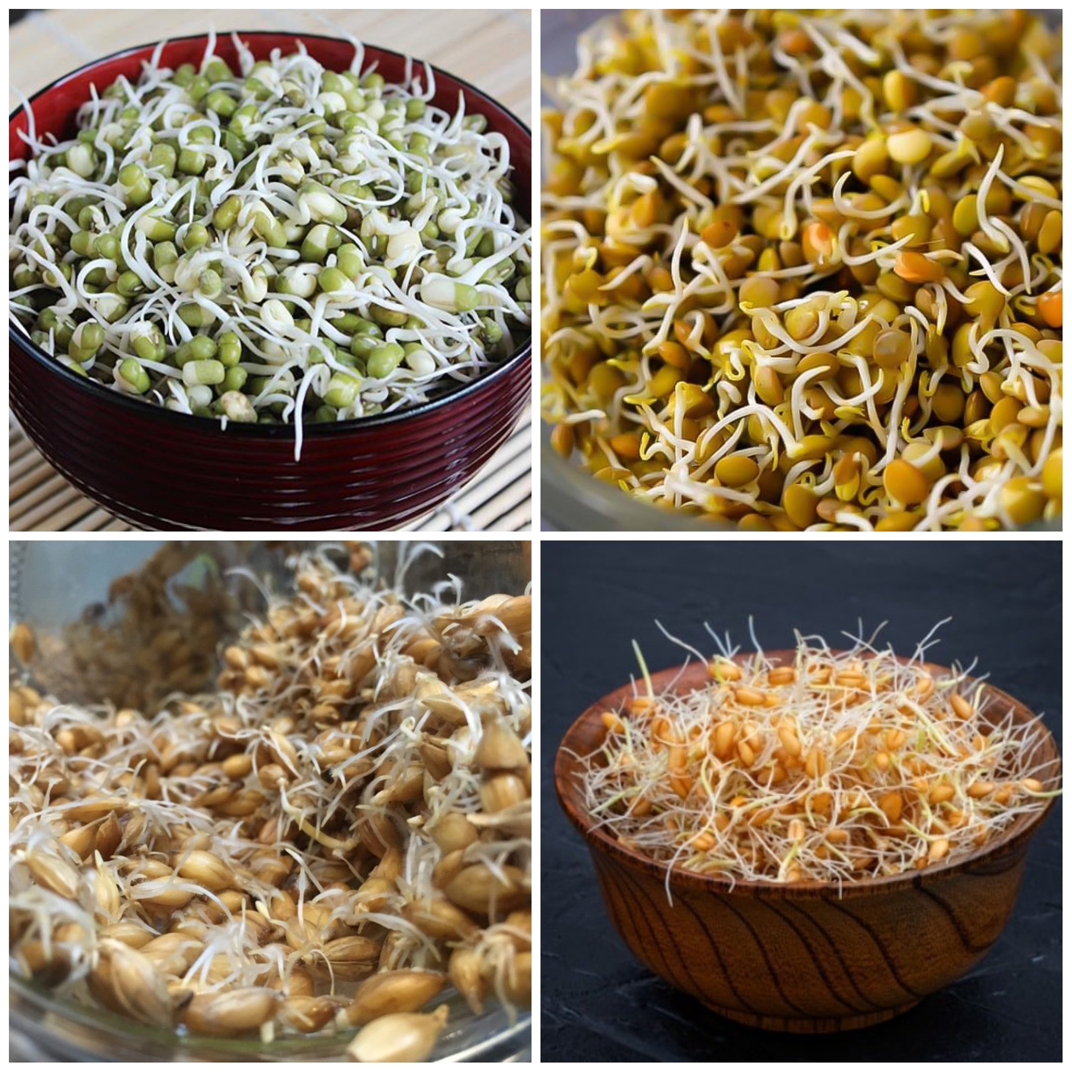 پودر  معجون  جوانه ها (500 گرمی)