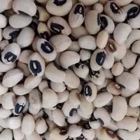 لوبیا چشم بلبلی